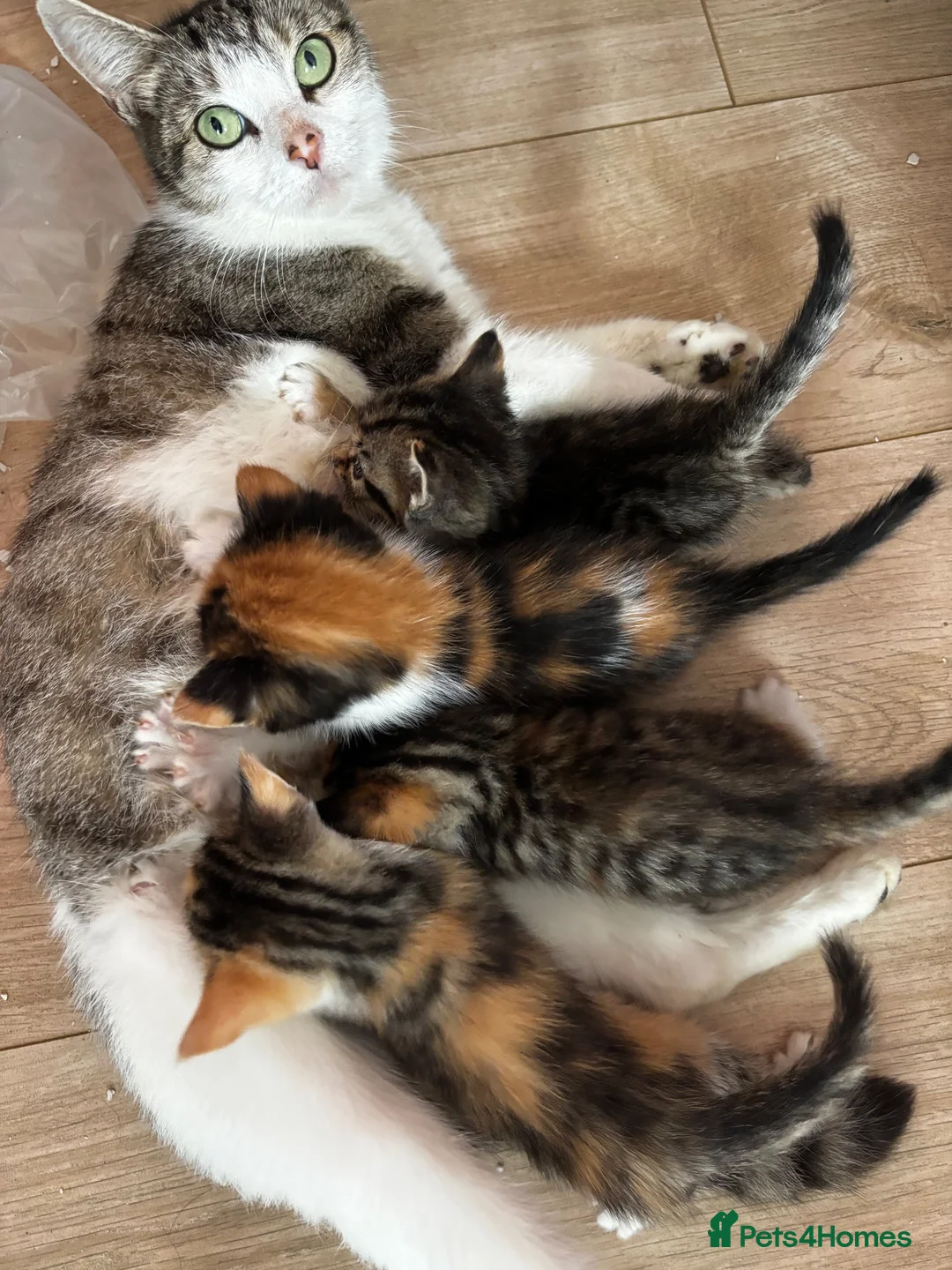 Mixed Breed cats for sale: Beautiful kittens for sale - Advert 14