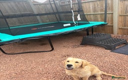Golden Retriever dogs for sale: Golden retriever  - Image 1