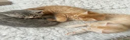 British Shorthair cats for sale: PEDIGREE BSH KITTENS  - Advert 6