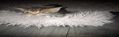 Light blue collar 