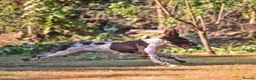 English Springer Spaniel dogs for sale: Kennel club registered Springer Spaniel Puppies - Advert 18