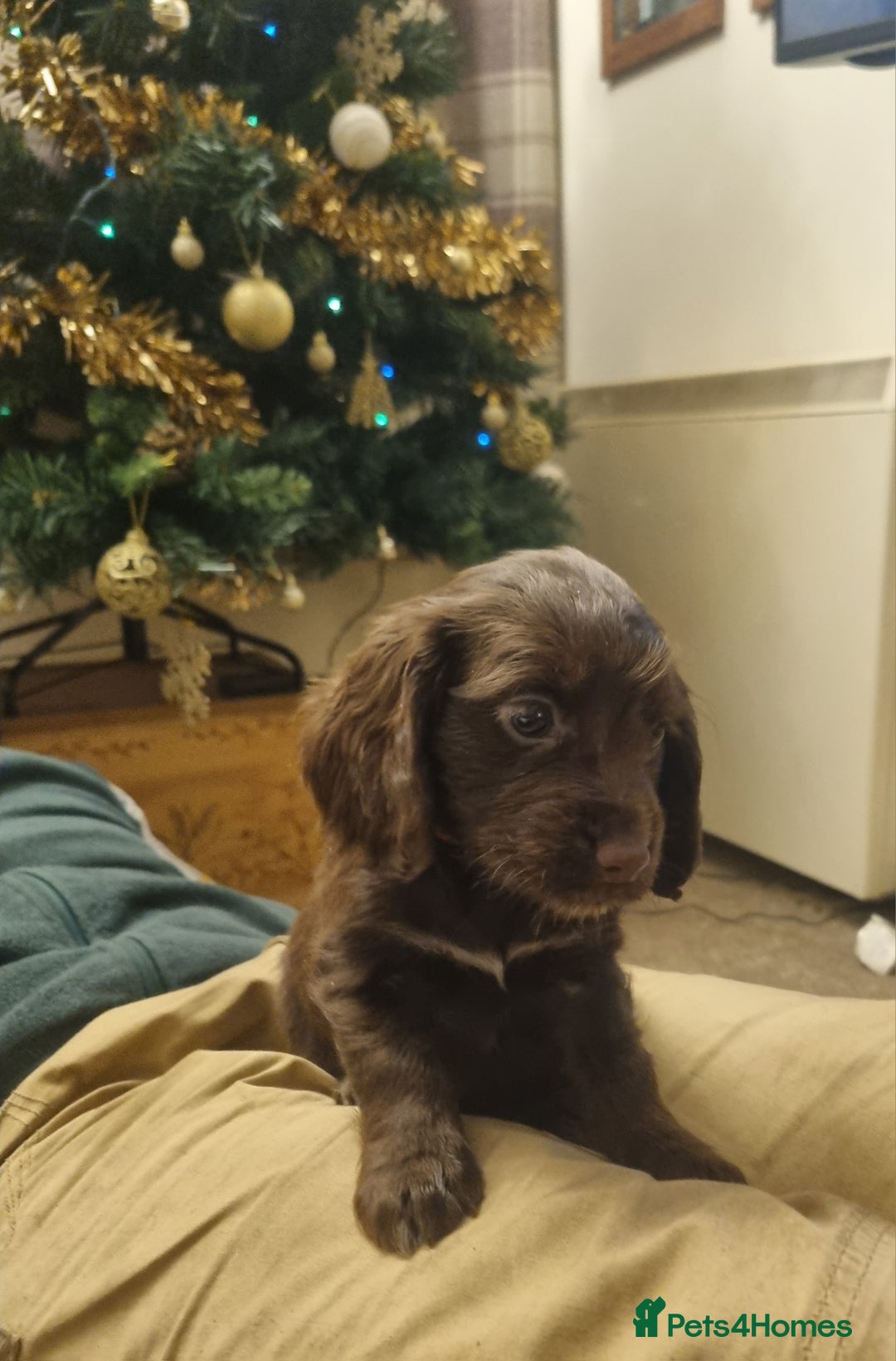 Cocker Spaniel dogs for sale: Gorgeous Working Cocker Boys - Advert 13