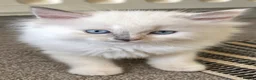 Ragdoll cats for sale: Beautiful Ragdoll Kittens – 4 Boys & 1 Girl 🩵🩷 in Aldershot - Advert 11