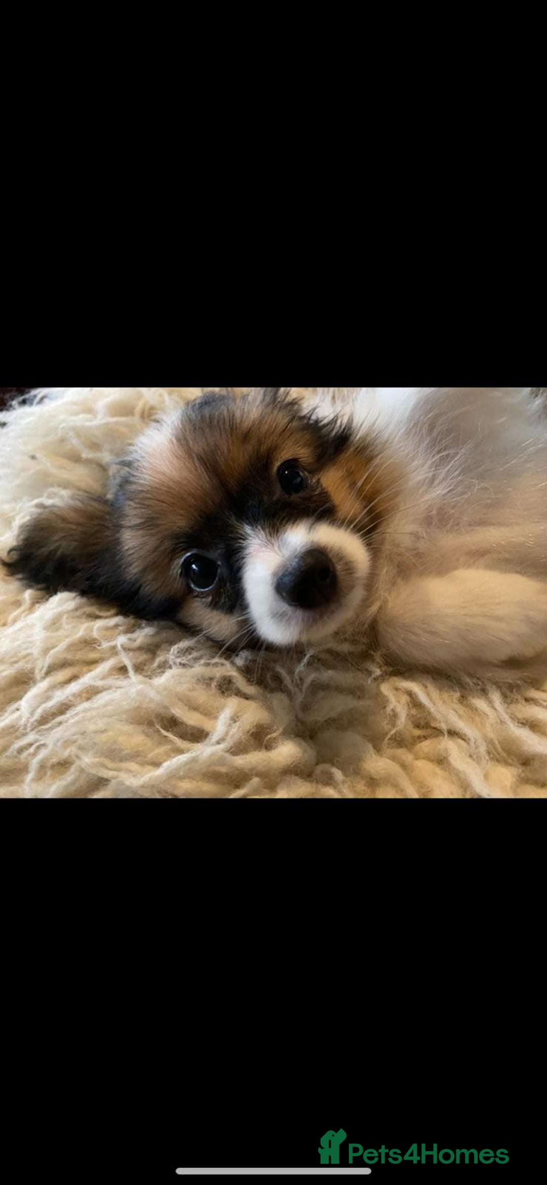 Papillon dogs for sale: KC Papillons DNA tested parents  - Advert 10
