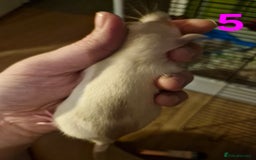 Rat rodents for sale: 9 gorgeous Male Rats - Image 15