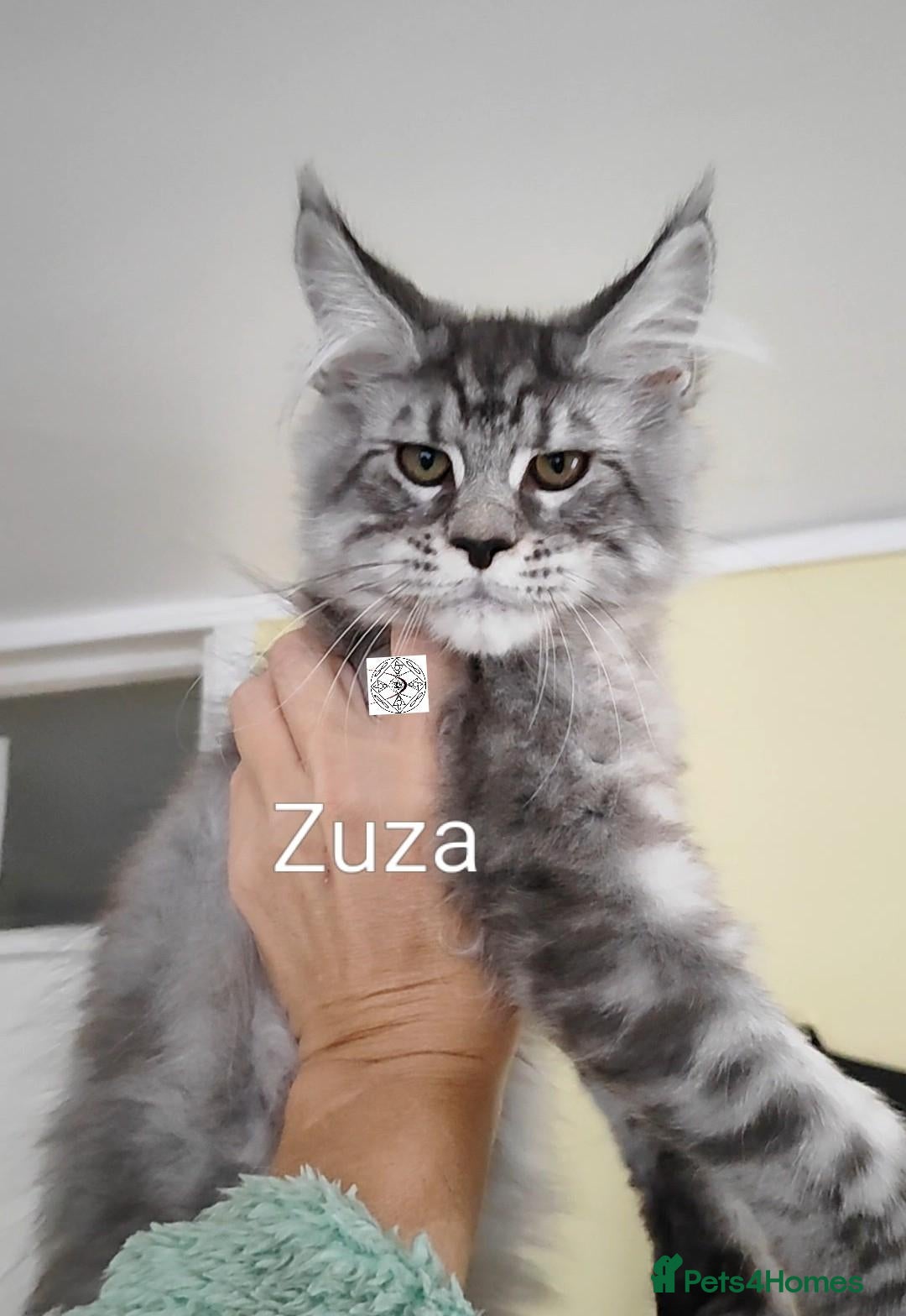 Maine Coon cats  XXL kittens ready to leave 😻 ❤️ - Advert 2
