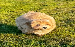 Maltipoo dogs for sale: Cute Maltipoo Girl - Image 8