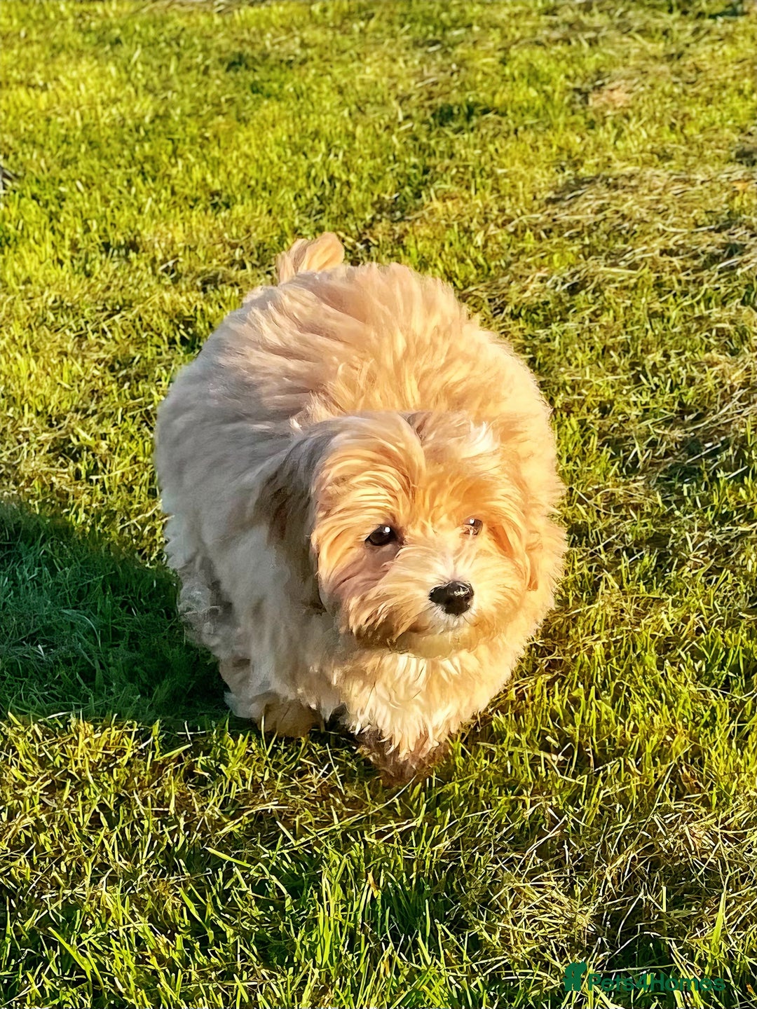 Maltipoo dogs for sale: Cute Maltipoo Girl - Image 8