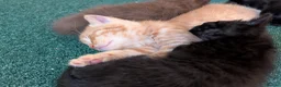 Mixed Breed cats for sale: Adorable Kittens Looking for Their Forever Homes - Advert 19