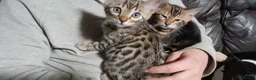 Bengal cats for sale: Bengal kittens Ready now - Advert 3