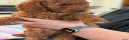 Australian Labradoodle dogs for sale: *reduced**  health checked Australian labradoodles - Advert 28