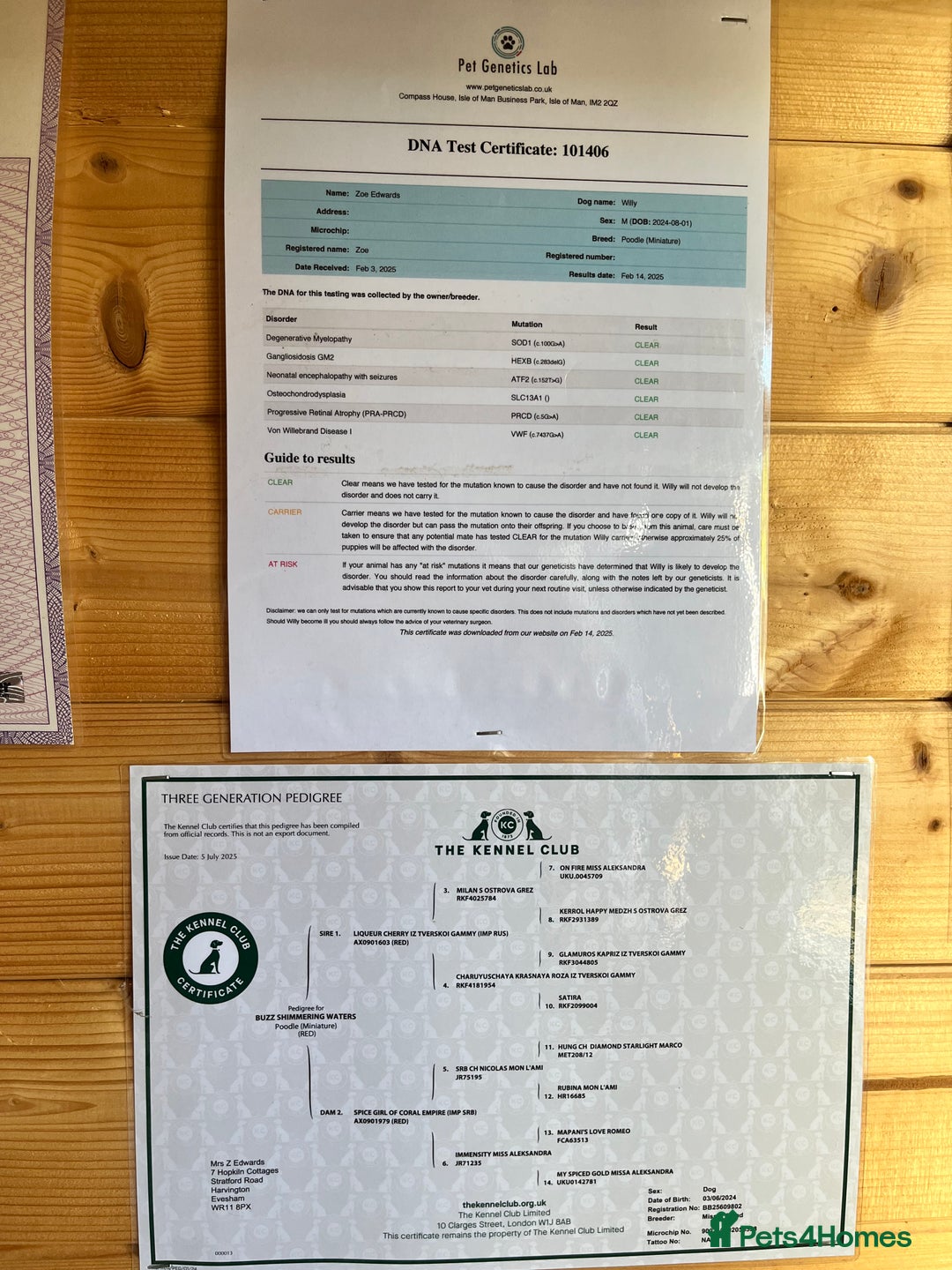 Toy Poodle dogs for stud: William of Worcestershire Small miniature Poodle in Evesham - Advert 3