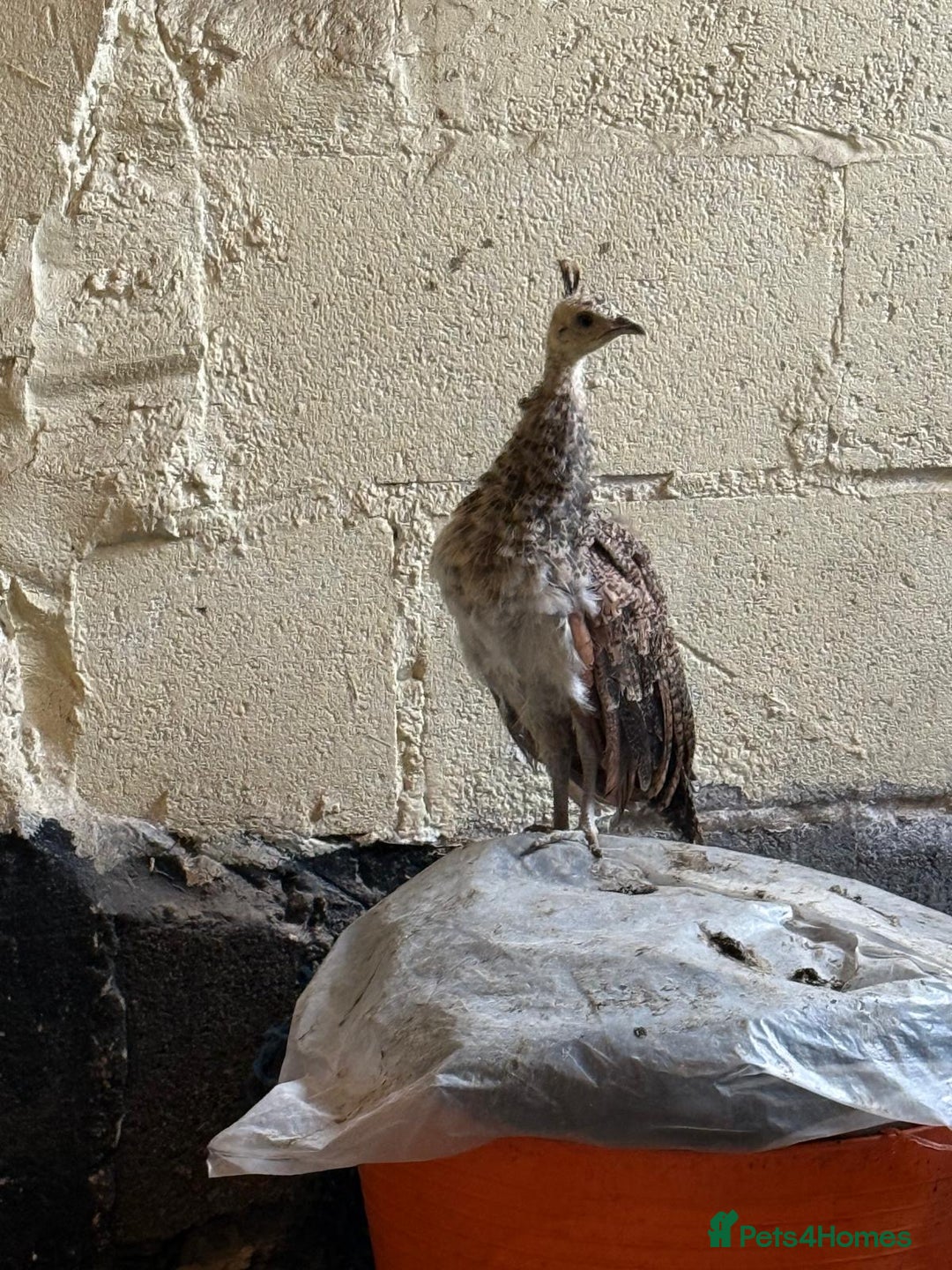 Peafowl poultry for sale: Mixed peafowl 10 weeks old  - Image 9