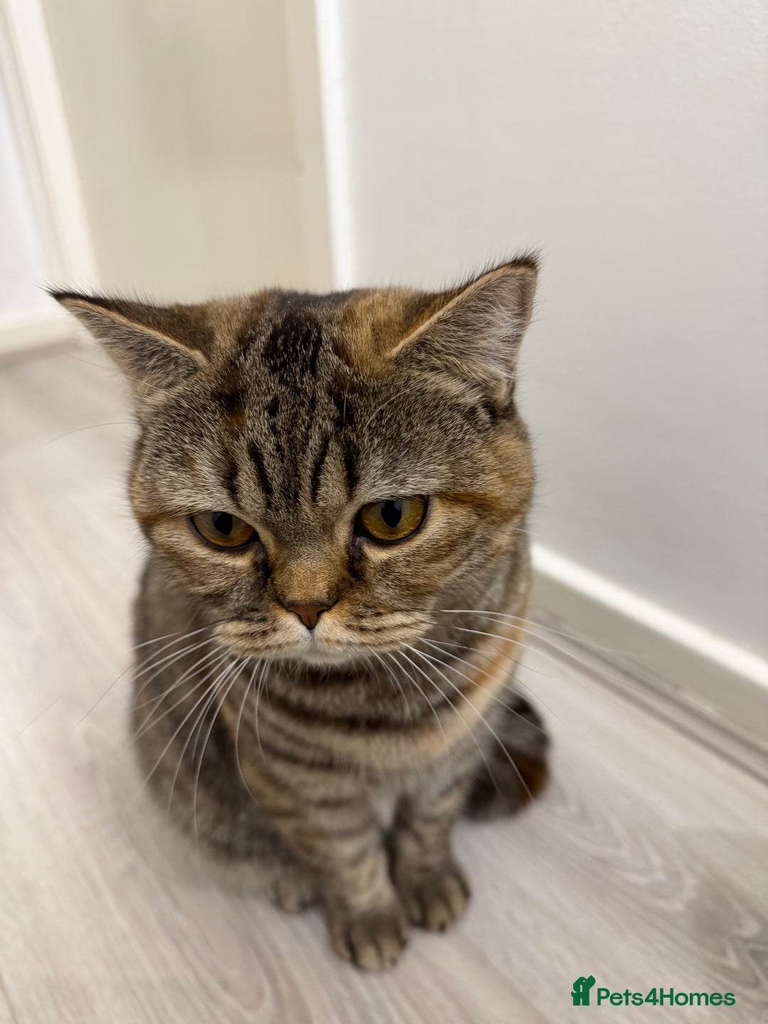 British Shorthair cats for sale: Luna & Leo  - Advert 17