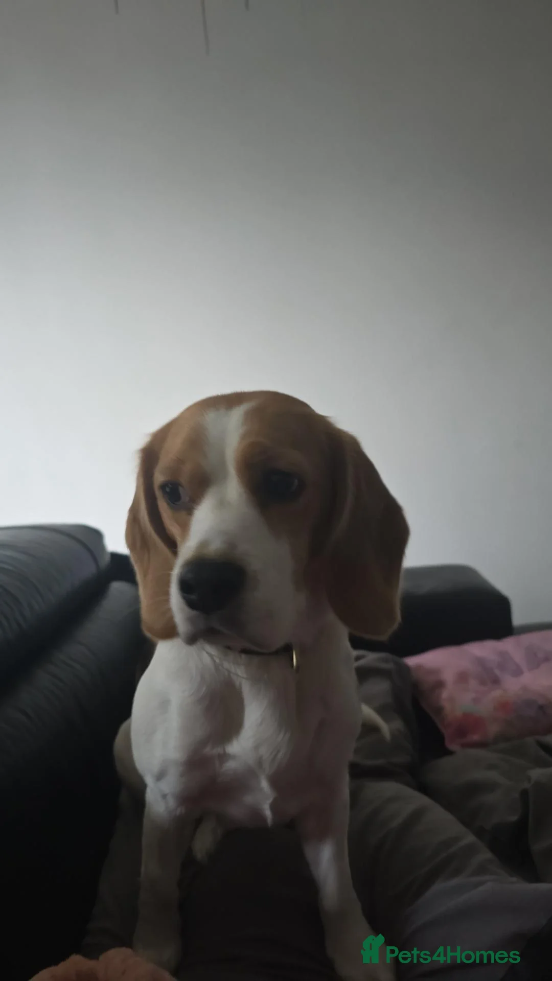 Beagle dogs for sale: Bagel the beagle  in Milton Keynes - Advert 4