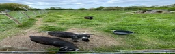 Goats livestock for sale: 3 female goats for sale in Southminster - Advert 2