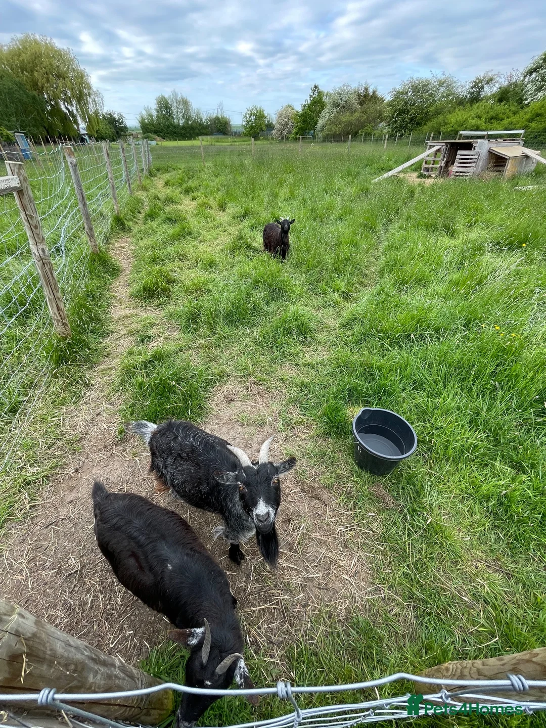 Goats livestock for sale: 3 female goats for sale in Southminster - Advert 2