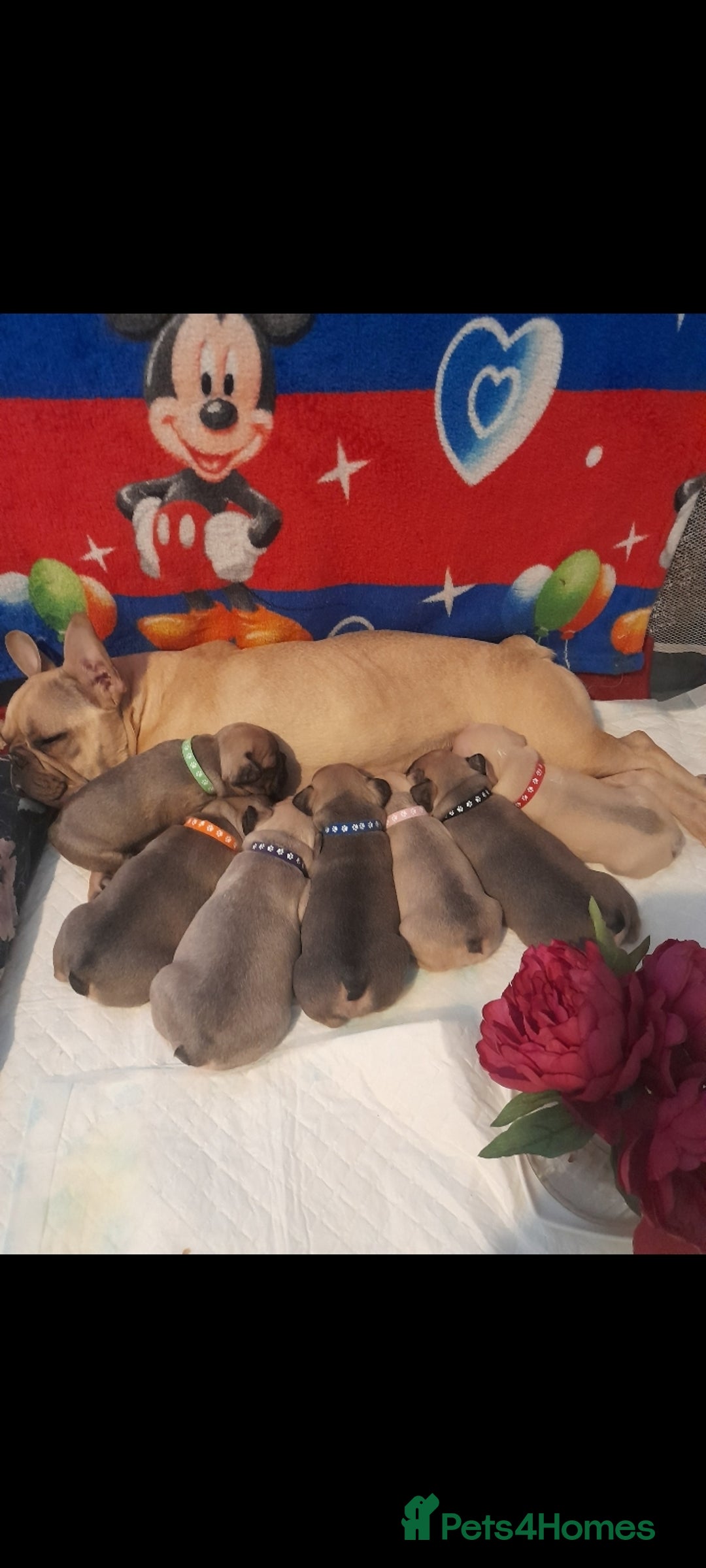 French Bulldog dogs for sale: French bulldog puppies - Image 9