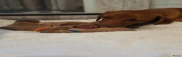 Labrador Retriever dogs for sale: ***ALL RESEVERED **KC Registered Fox red labrador  - Advert 6