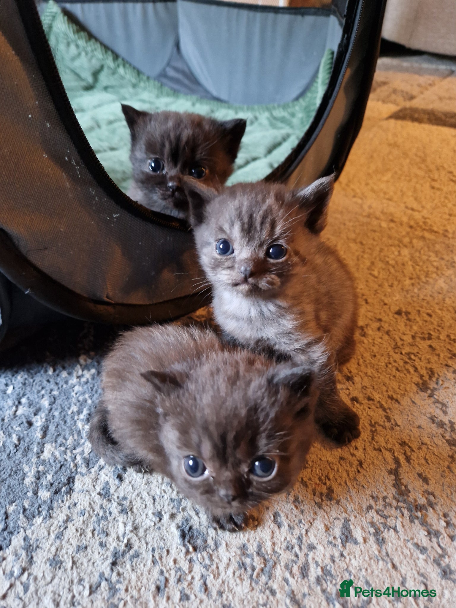 British Shorthair cats Beutiful British shorthair kittens  - Advert 14