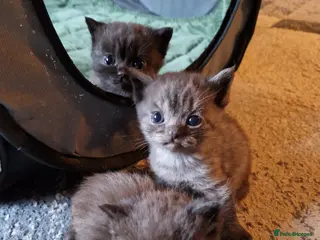 British Shorthair cats Beutiful British shorthair kittens - Advert 14