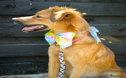 Mixed Breed dogs for adoption: 🐶💖 MIAH 💖🐶 - Image 30
