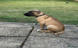 Presa Canario dogs for sale: Presa Canario Puppy  - Image 5