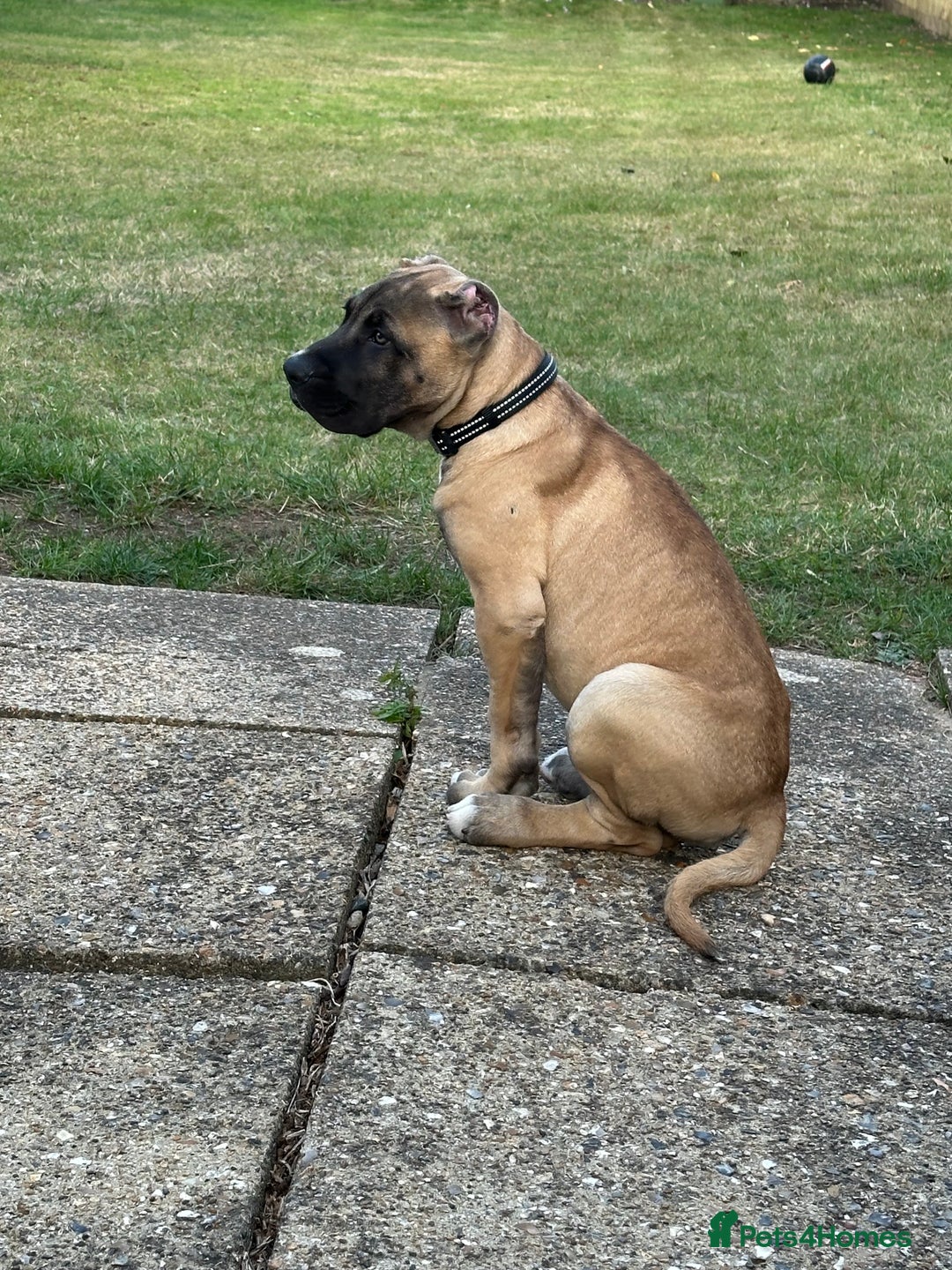 Presa Canario dogs for sale: Presa Canario Puppy  - Image 5
