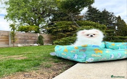 Pomeranian dogs for sale: Pomeranian Last Boy - Image 9
