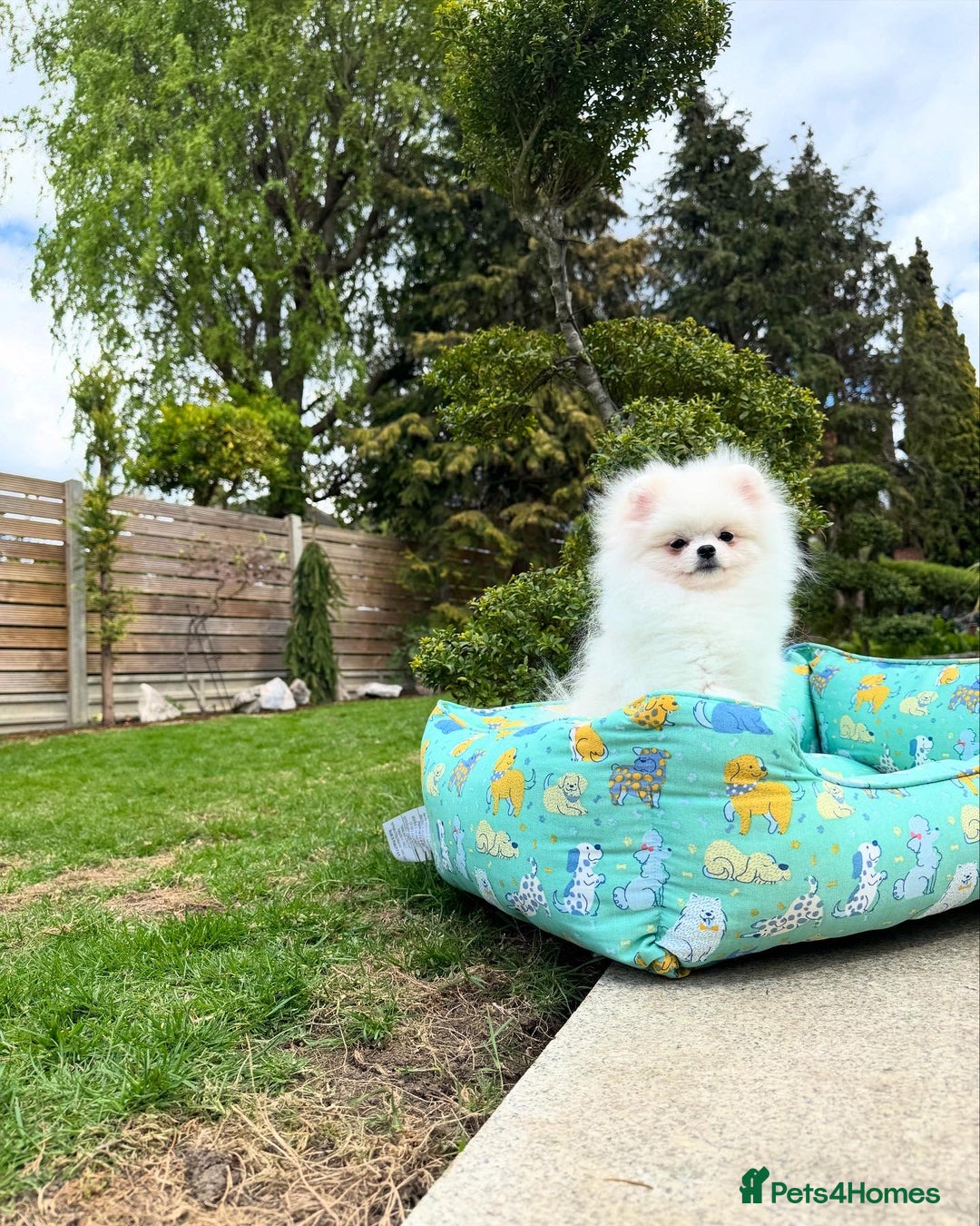 Pomeranian dogs for sale: Pomeranian Last Boy - Image 9