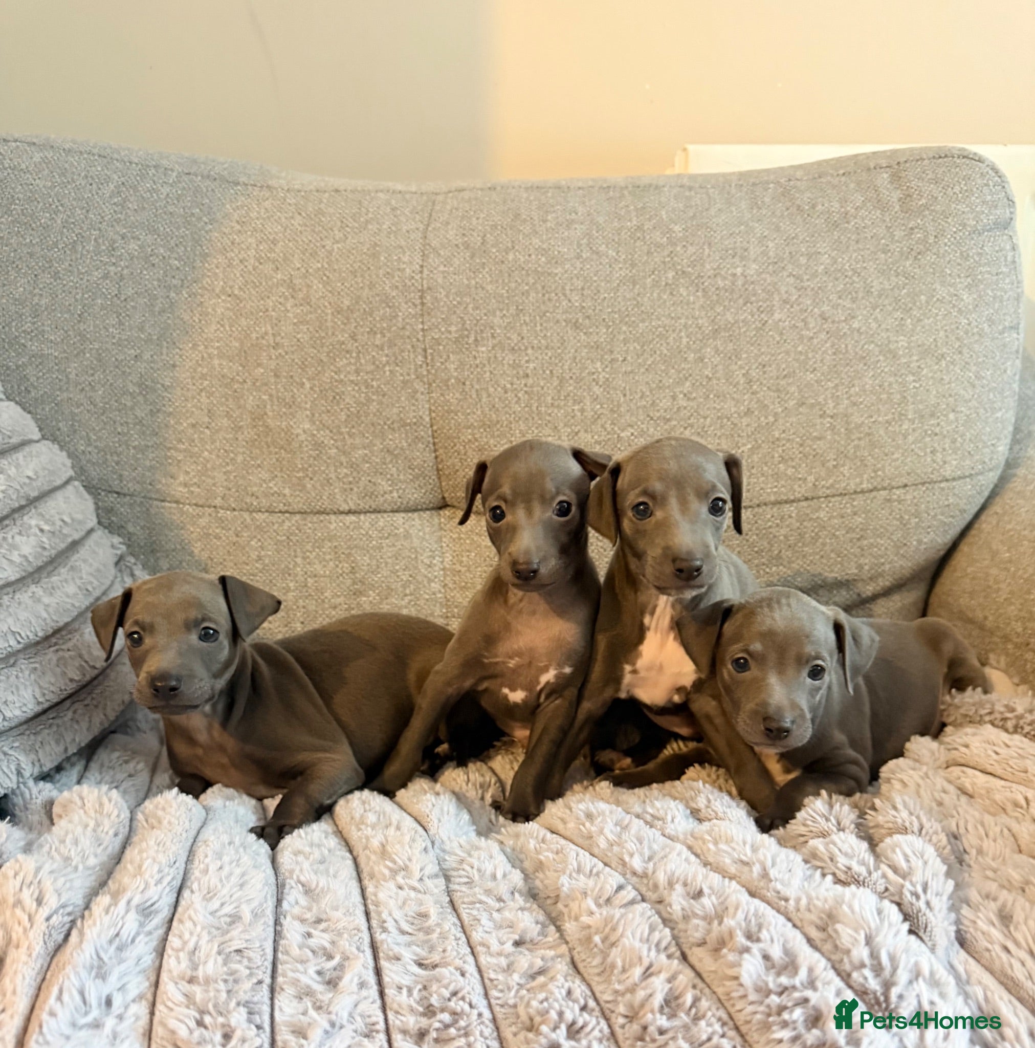 Italian Greyhound dogs 4 Stunning KC Italian Greyhound Puppies  - Advert 12