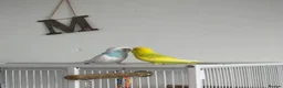 Budgerigars birds for sale: 2 budgies for forever home - Advert 2