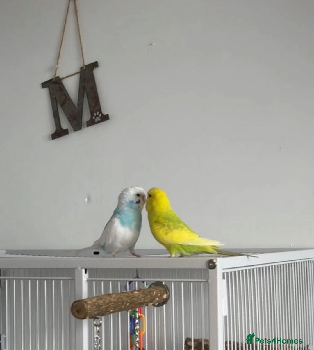Budgerigars birds for sale: 2 budgies for forever home - Advert 2