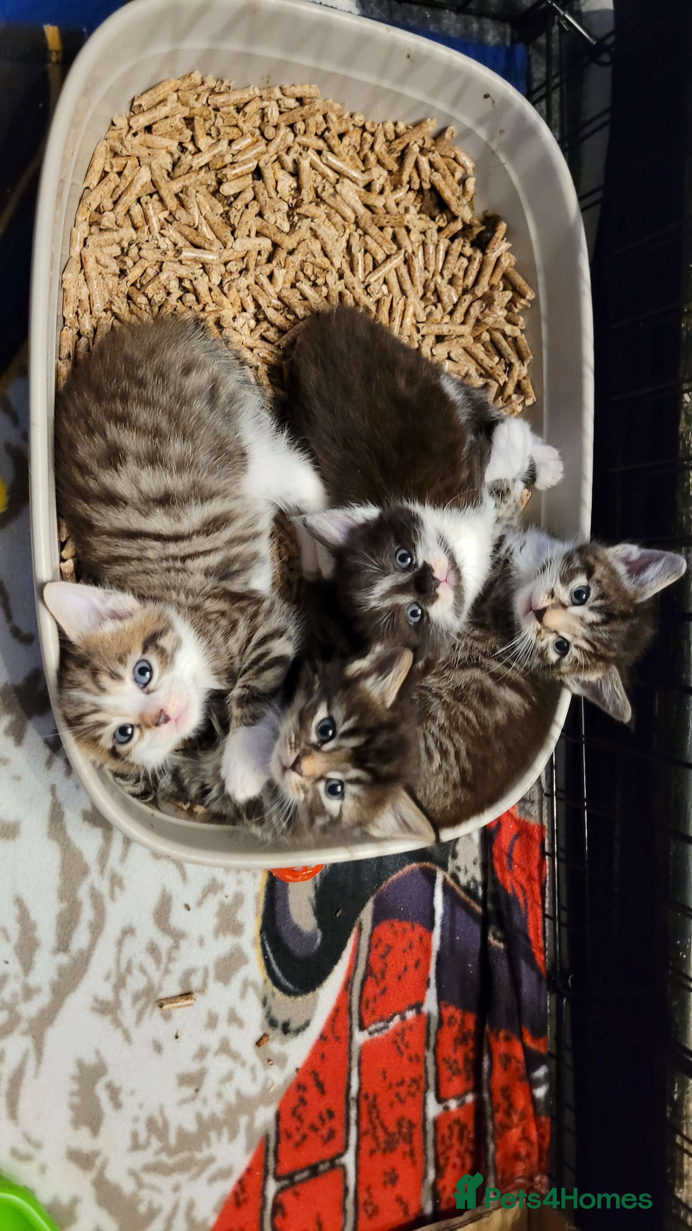 Mixed Breed cats 4 kittens *3boys* *1girl* available Sept  - Advert 5