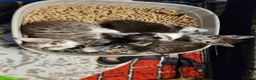 Mixed Breed cats for sale: 4 kittens *3boys* *1girl* available Sept  - Advert 1