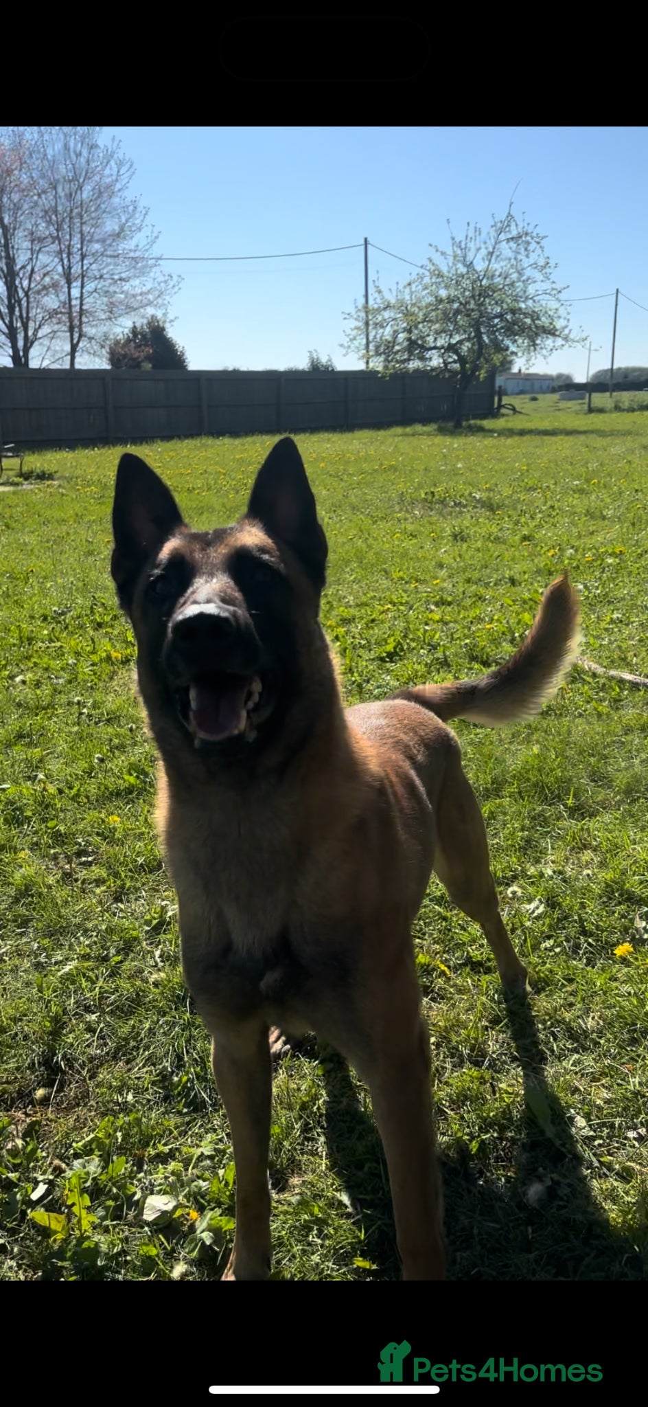 German Shepherd dogs Belgian shepherd looking for a new home - Advert 9