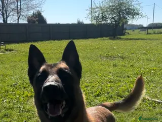 German Shepherd dogs Belgian shepherd looking for a new home - Advert 9