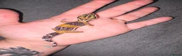 Leopard Gecko reptiles for sale: Leopard Geckos  - Advert 5