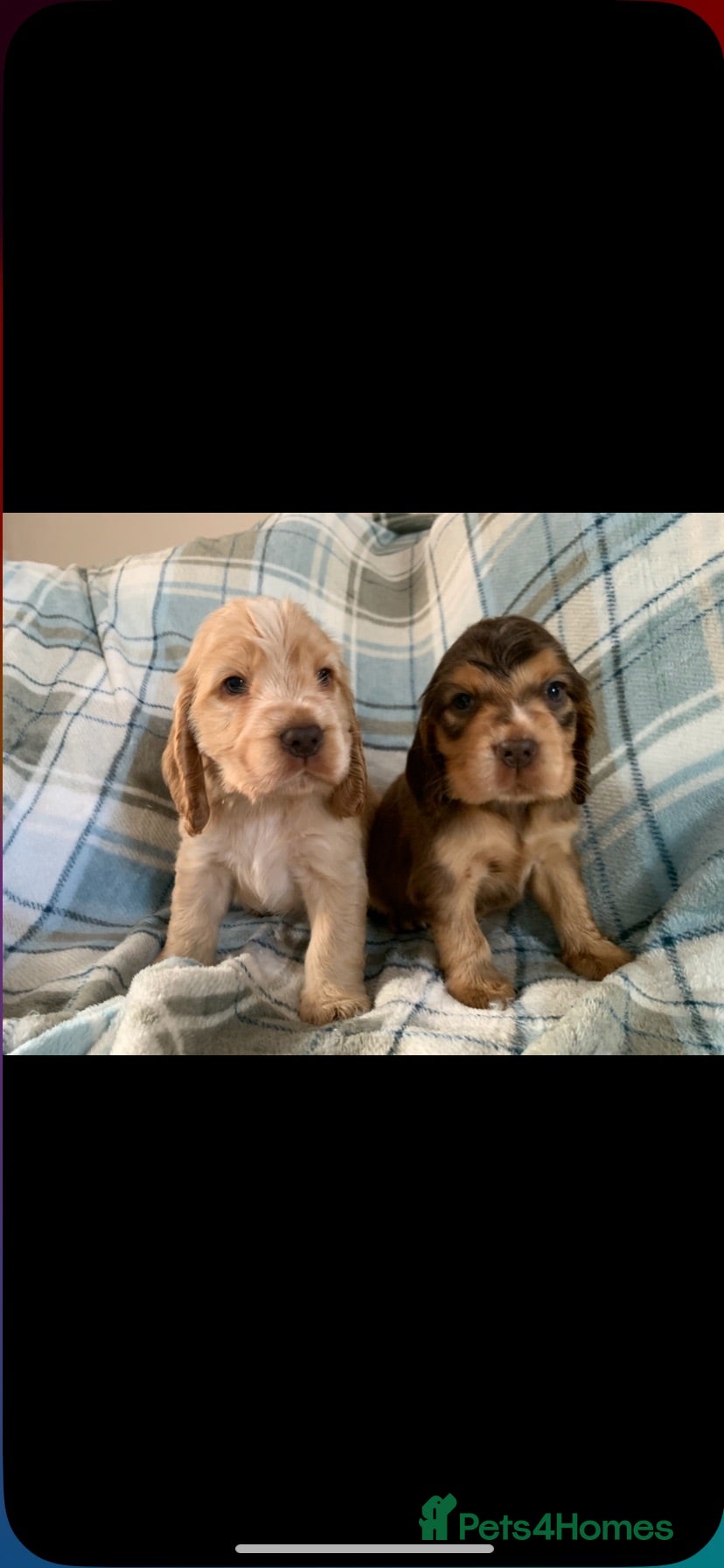 Cocker Spaniel dogs Show type cocker spaniel puppy’s  - Advert 1