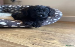 Mixed Breed dogs for sale: F1 Borderpoos - Image 3
