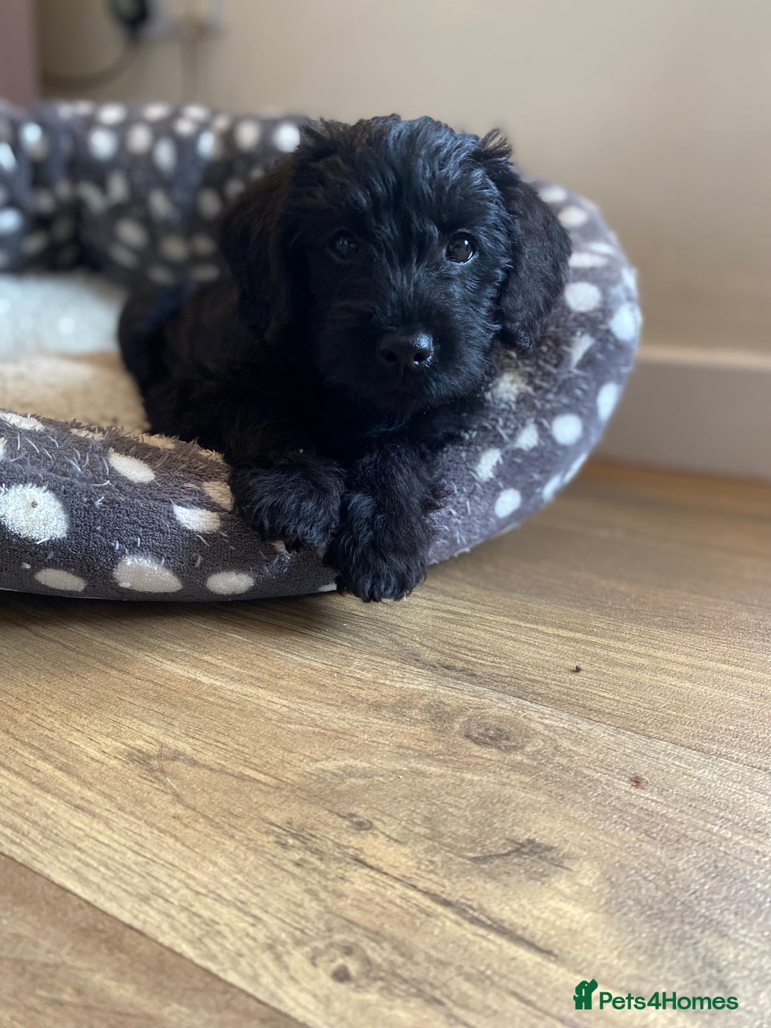 Mixed Breed dogs for sale: F1 Borderpoos - Image 3