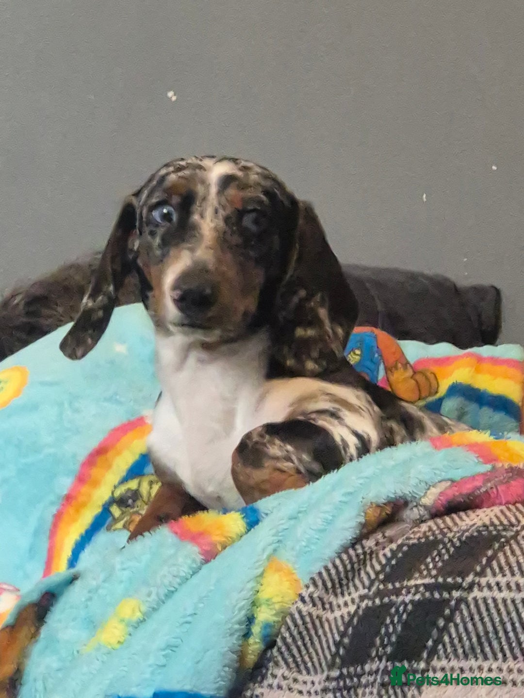 Dachshund dogs for sale: Beautiful dapple boy - Advert 3
