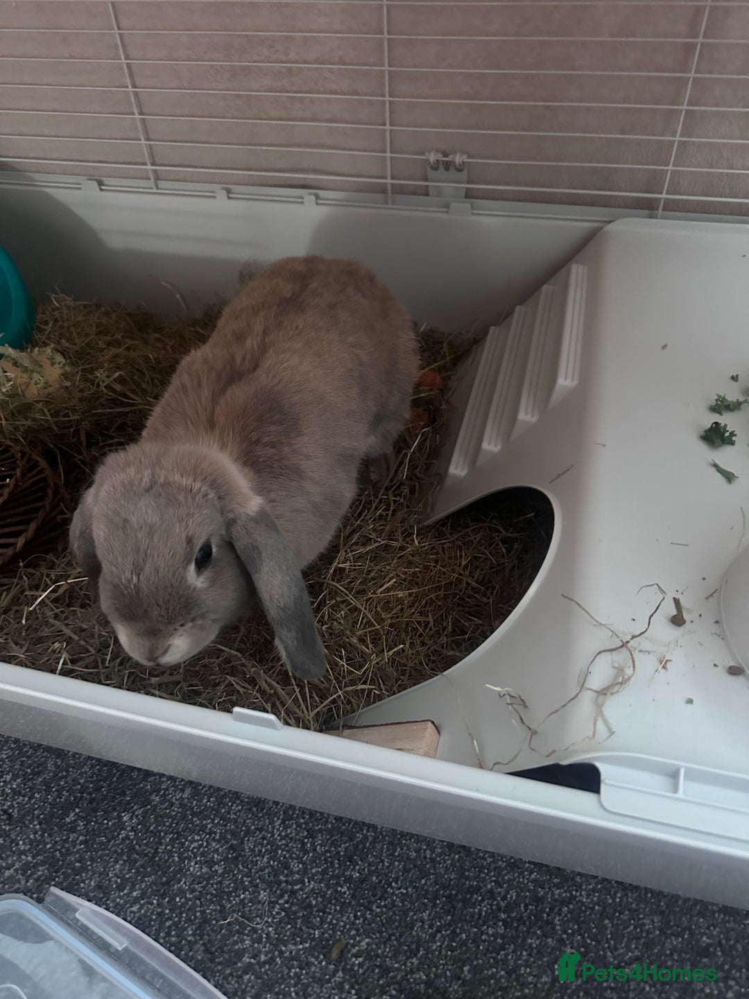 Mini Lop rabbits for sale: Baby mini lop  - Image 6