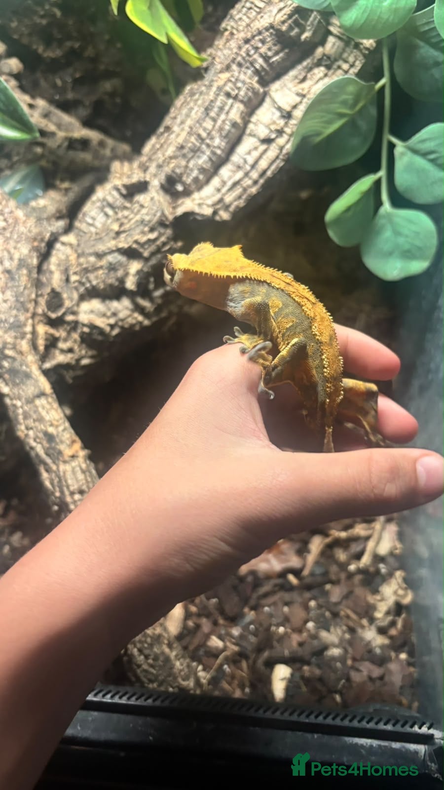 Gecko reptiles Crested Gecko - Advert 1