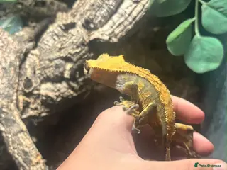 Gecko reptiles Crested Gecko - Advert 1