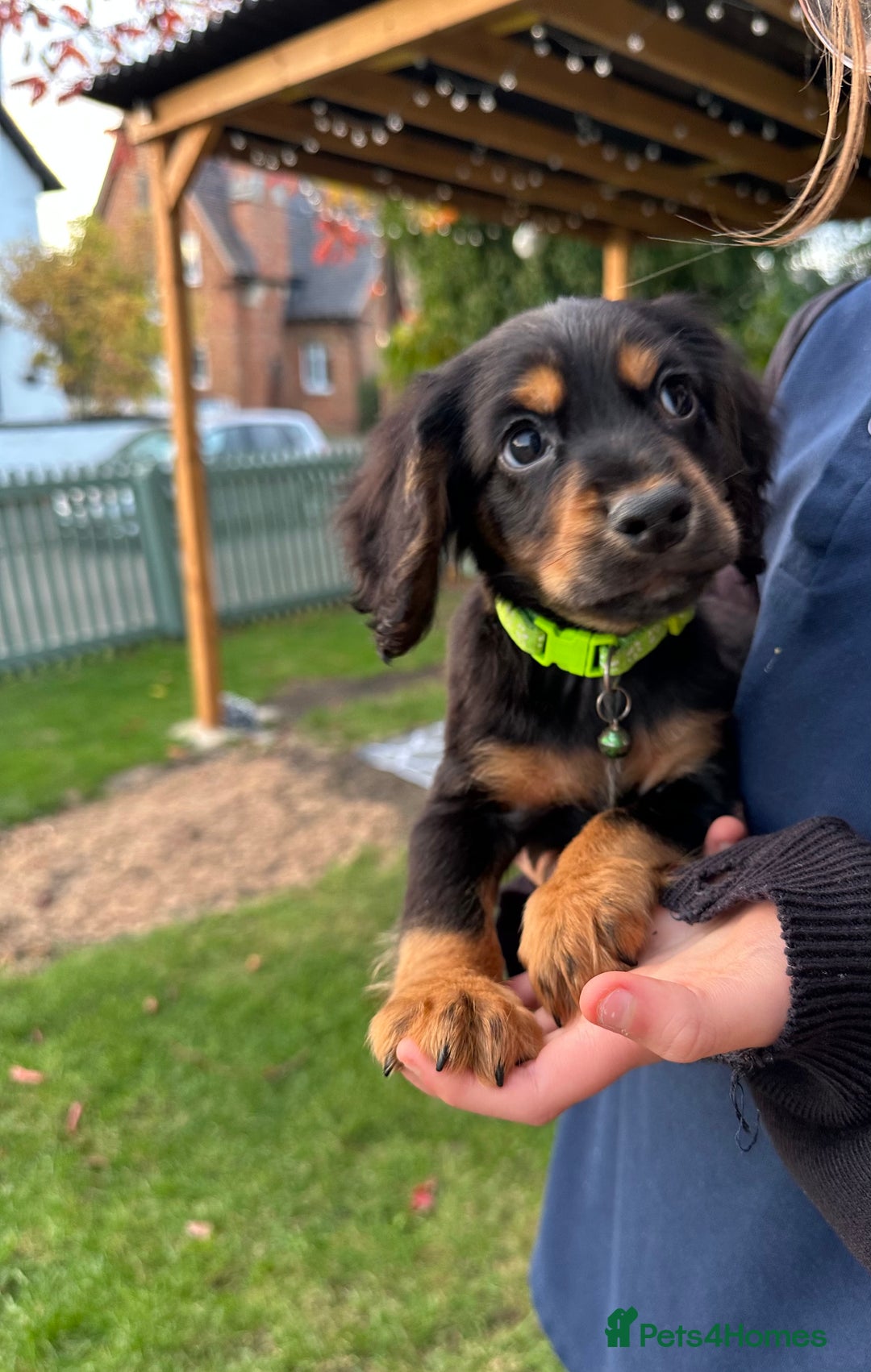 Cocker Spaniel dogs for sale: READY NOW KC cocker spaniel puppies  - Image 7