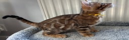 Bengal cats for sale: Beautiful Bengal babies ready this weekend  - Advert 5