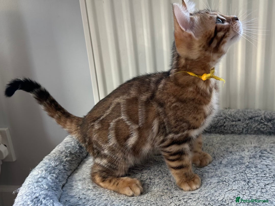 Bengal cats for sale: Beautiful Bengal babies ready this weekend  - Advert 5