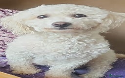 Cavachon dogs for sale: Bichon  - Image 1