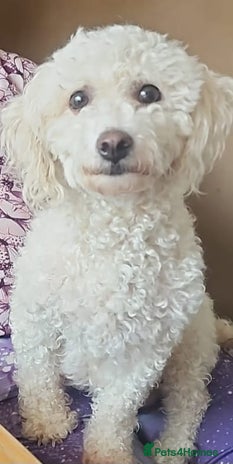 Cavachon dogs - Advert 1